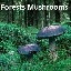 Forests Mushrooms v1.08