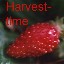 Harvest-time_v02